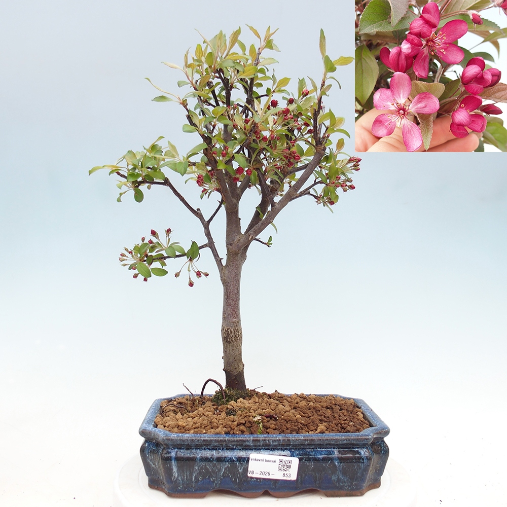 Kültéri bonsai -Malus domestica - Kis gyümölcsű piros levelű almafa