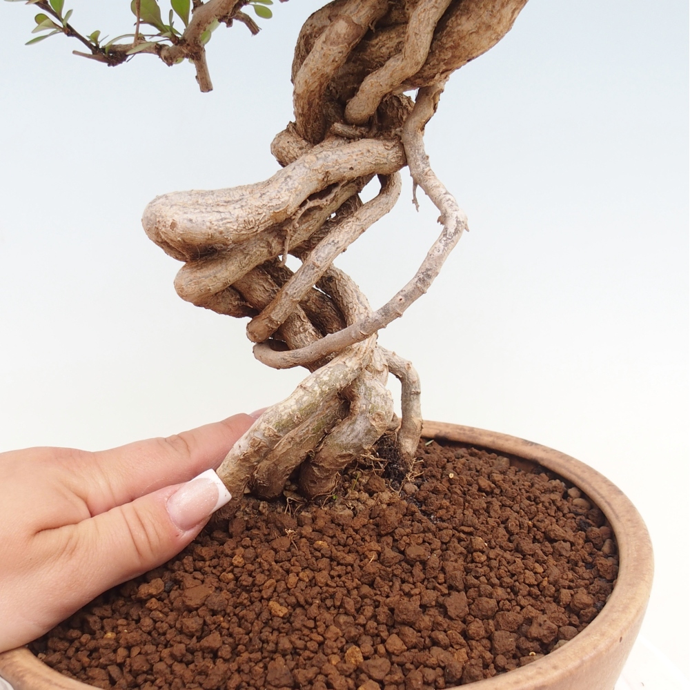 Kültéri bonsai - Berberis coreana