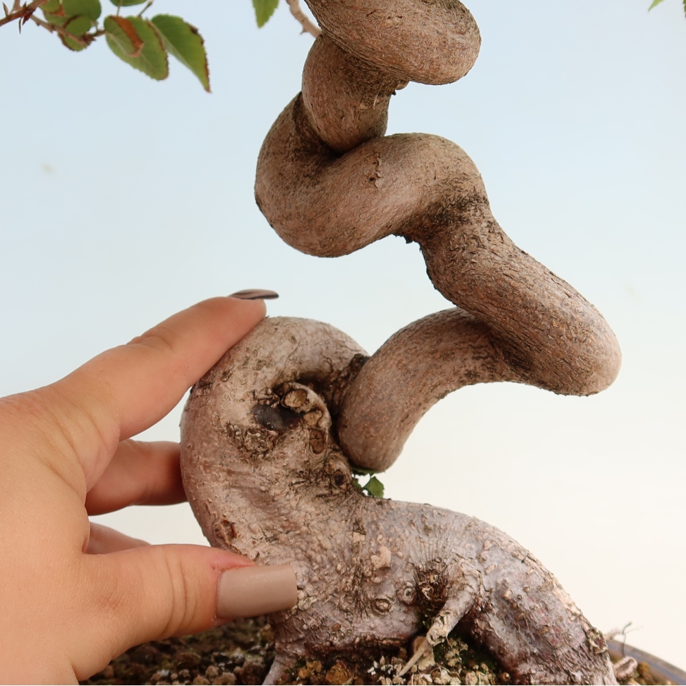 Kültéri bonsai -Carpinus CARPINOIDES - Koreai gyertyánfa