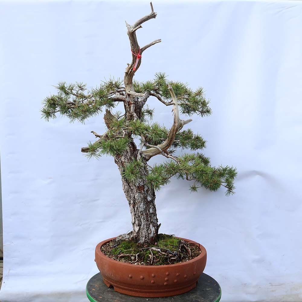 Pinus sylvestris Spanyolország – erdei fenyő