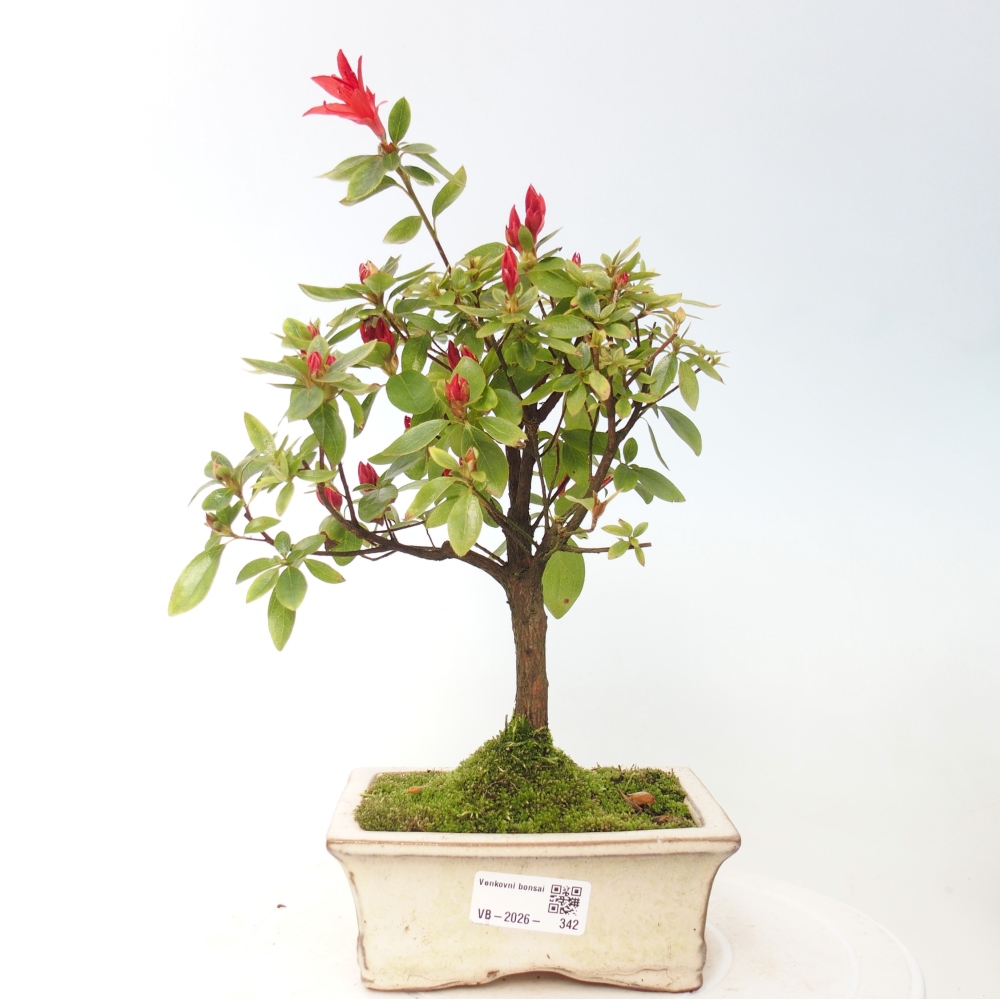 Kültéri bonsai - japán azálea - Azalea sp.