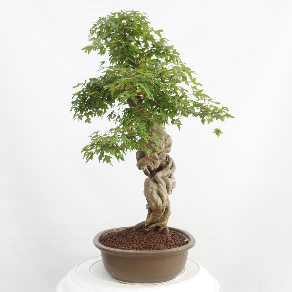 Kültéri bonsai - Acer Buergerianum - Burger juhar