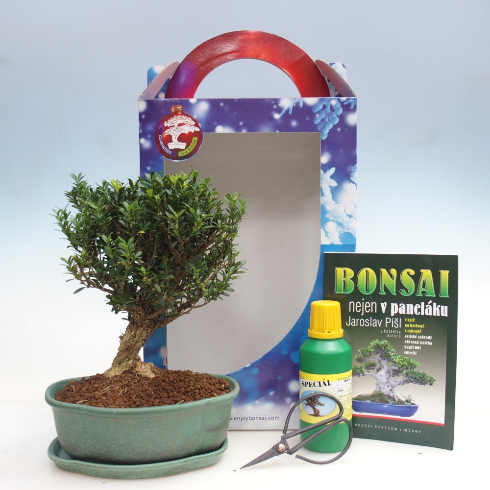 Szobai bonsai ajándékdobozban Buxus harlandii - parafa buxus