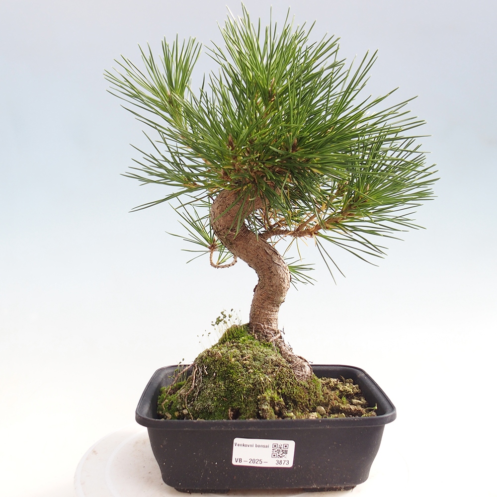 Kültéri bonsai - Pinus thunbergii - Thunberg fenyő