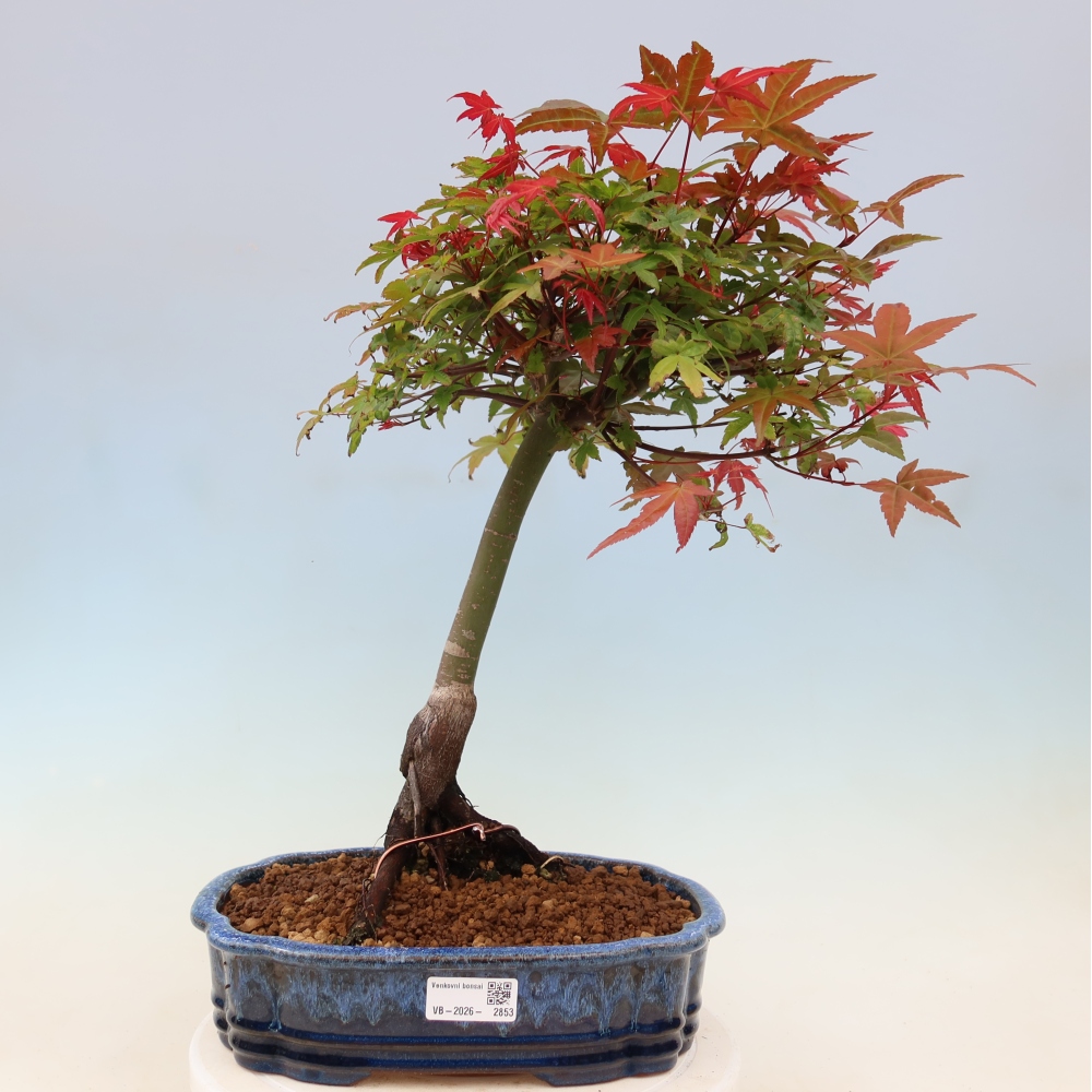 Juhar - Acer palmatum Beni Tsukasa