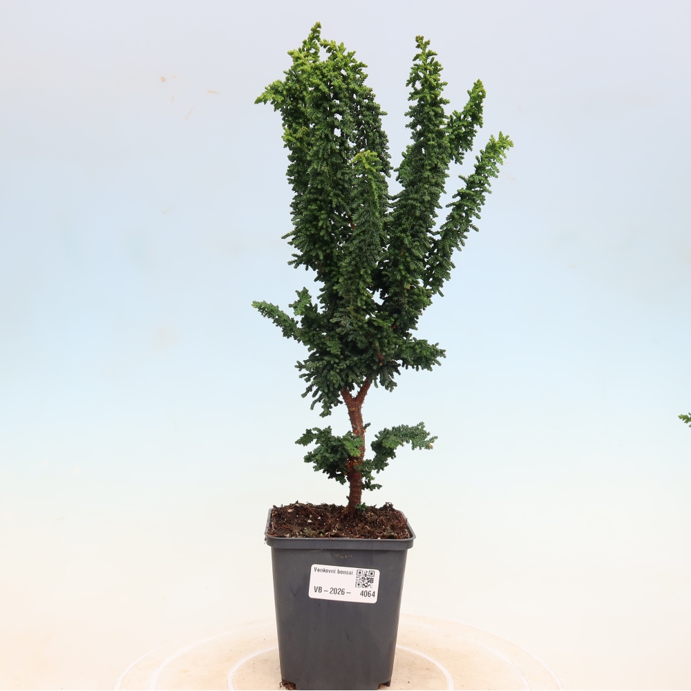 Kültéri bonsai - Cham. obtusa SEKKA HINOKI - Cifra ciprus