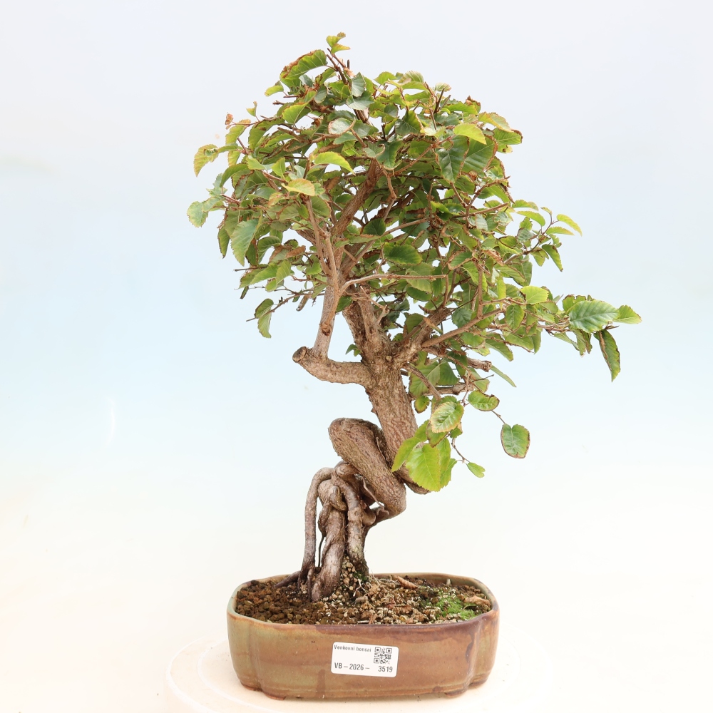 Kültéri bonsai -Carpinus CARPINOIDES - Koreai gyertyánfa