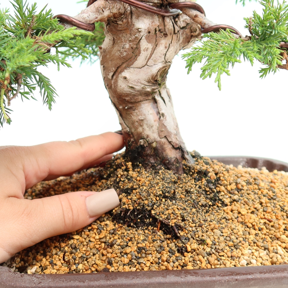 Kültéri bonsai - Juniperus chinensis Itoigawa-Juniperus chinensis