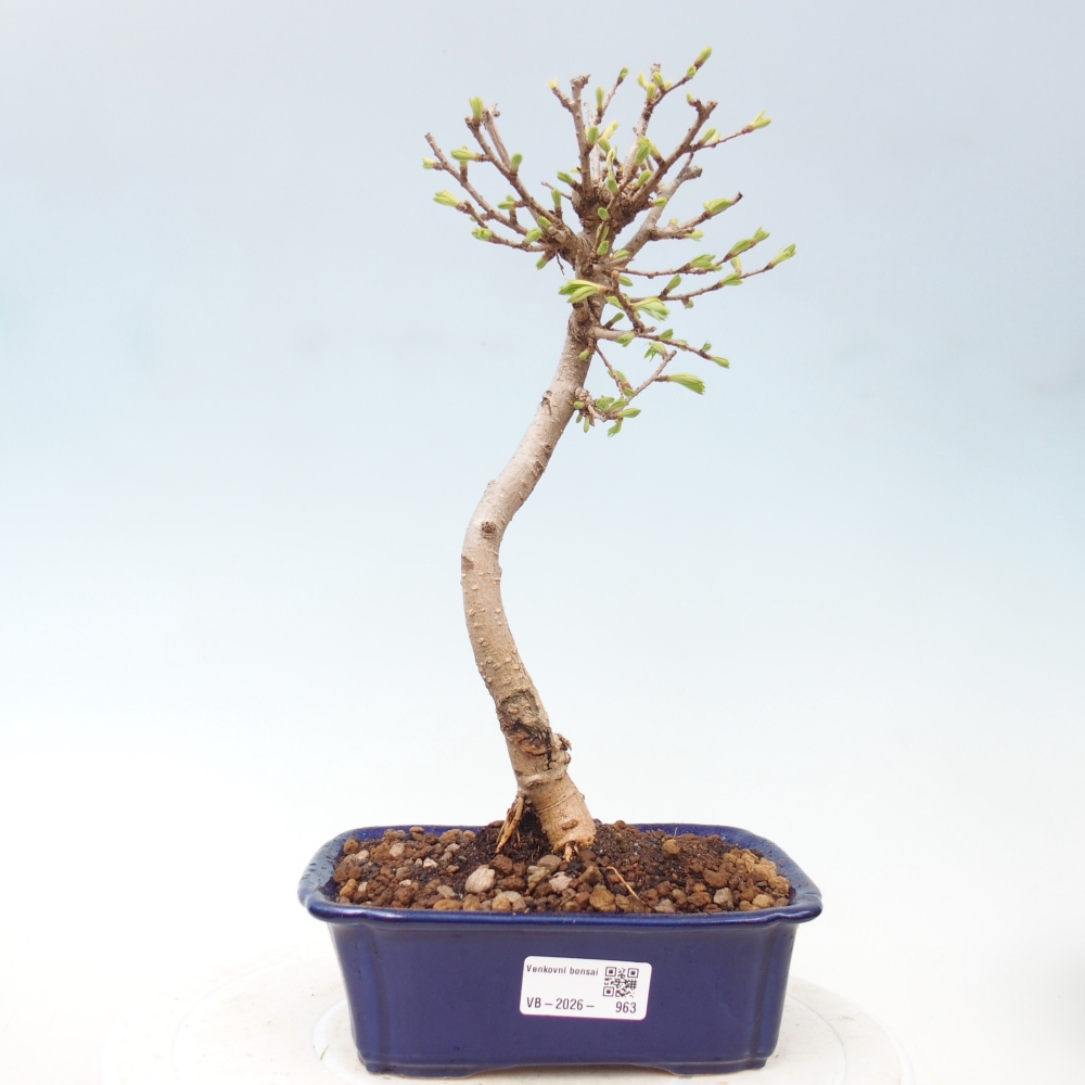 Kültéri bonsai -Pseudolarix amabis-Pseudolarix amabis-Pseudolarix amabis