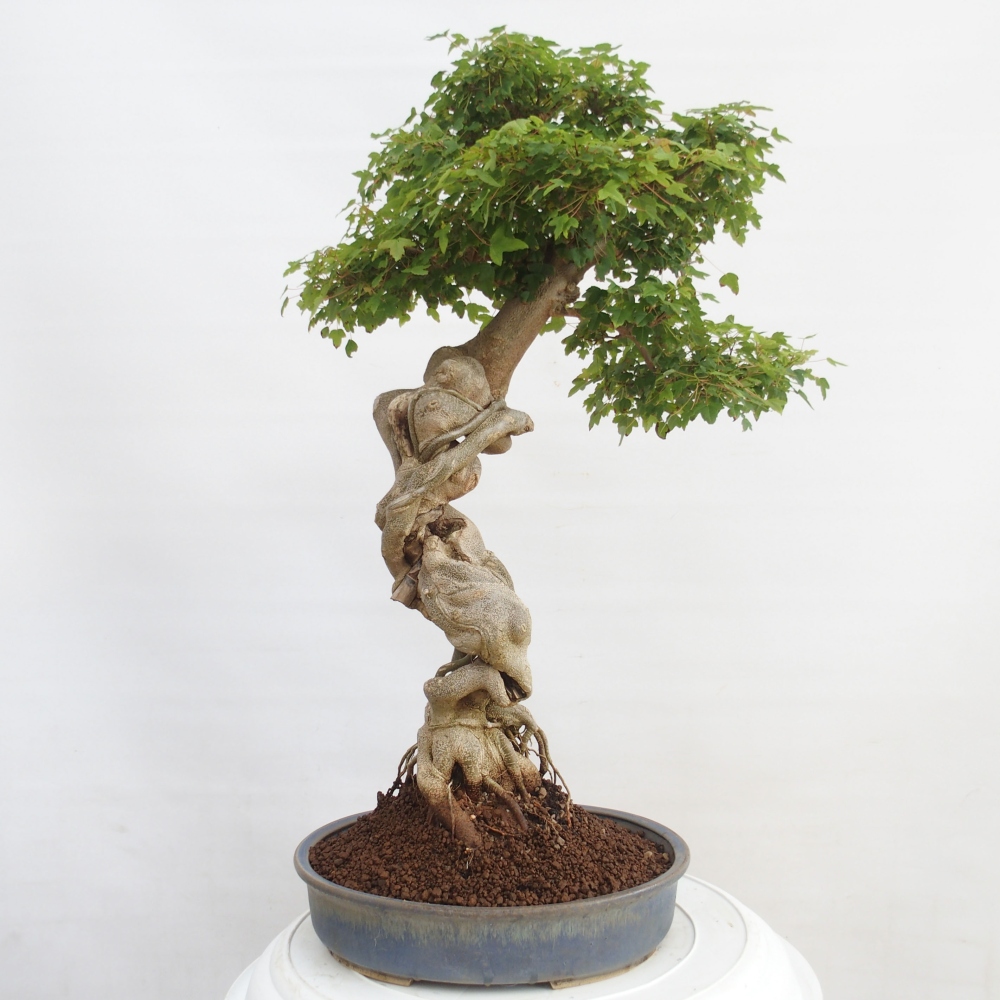 Kültéri bonsai - Acer Buergerianum - Burger juhar