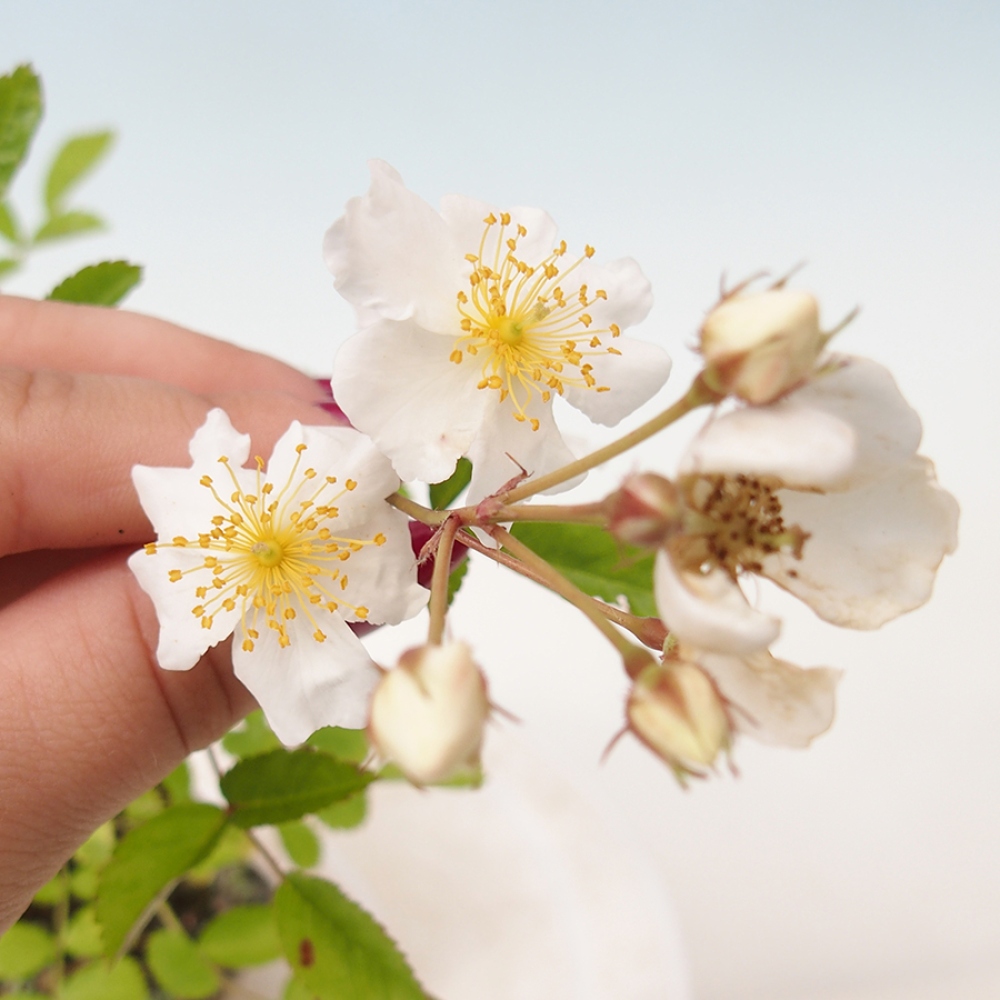 Kültéri bonsai - Rosa sp. - kisvirágú rózsa