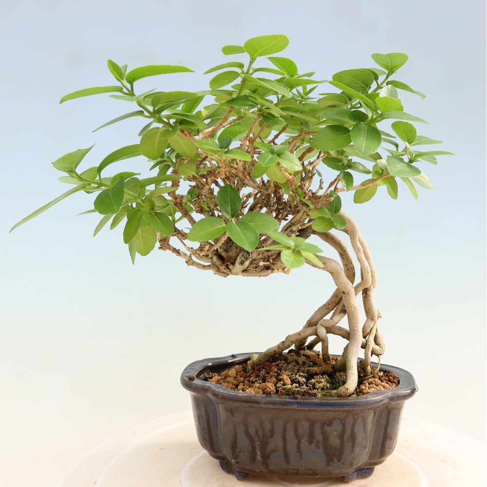 Beltéri bonsai - Premna serratifolia - Kozlovna malolista