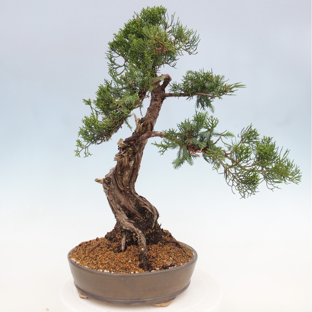 Kültéri bonsai - Juniperus chinensis Itoigawa