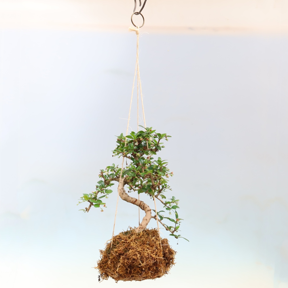 Kokedama kerámiában - Tea-fuki - Carmona macrophylla