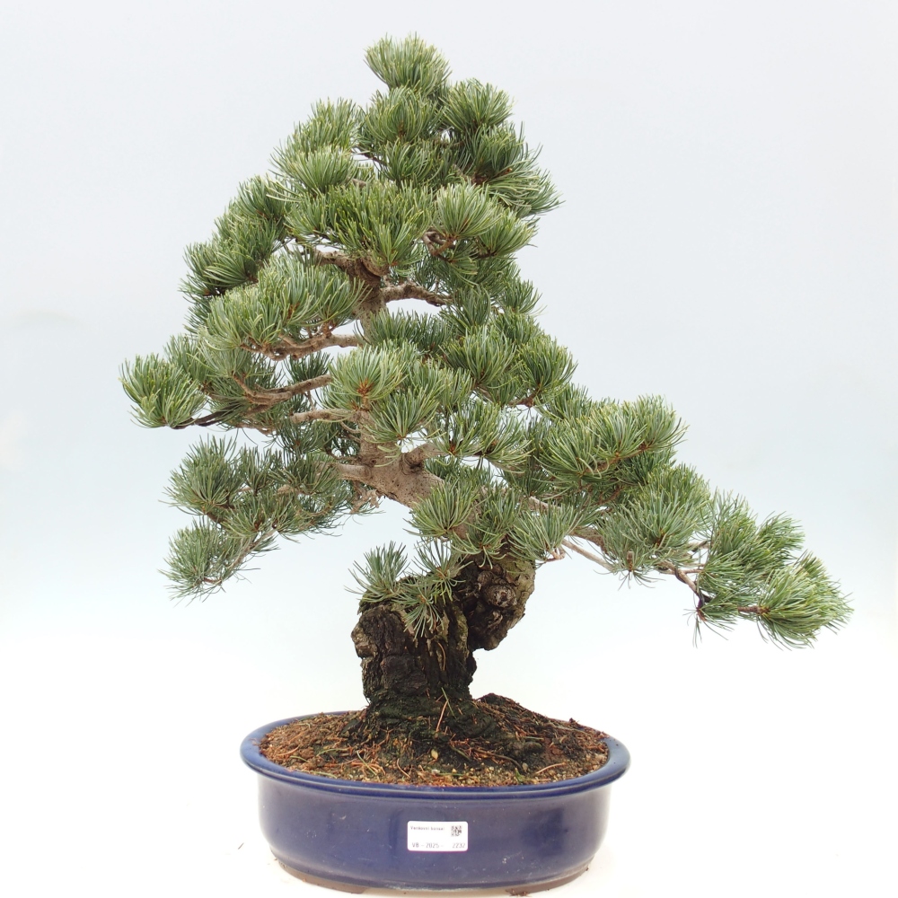 Kültéri bonsai - Pinus parviflora - Pinus parviflora