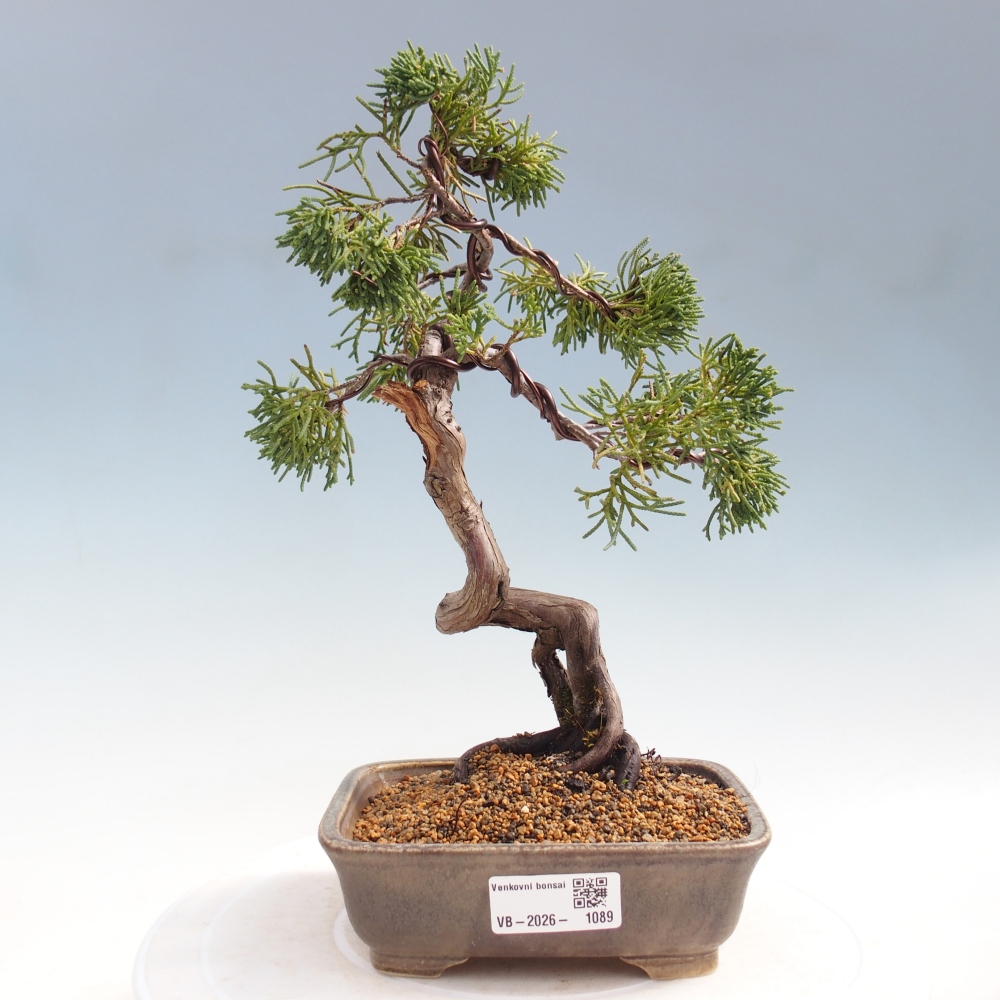 Kültéri bonsai - Juniperus chinensis Kishu