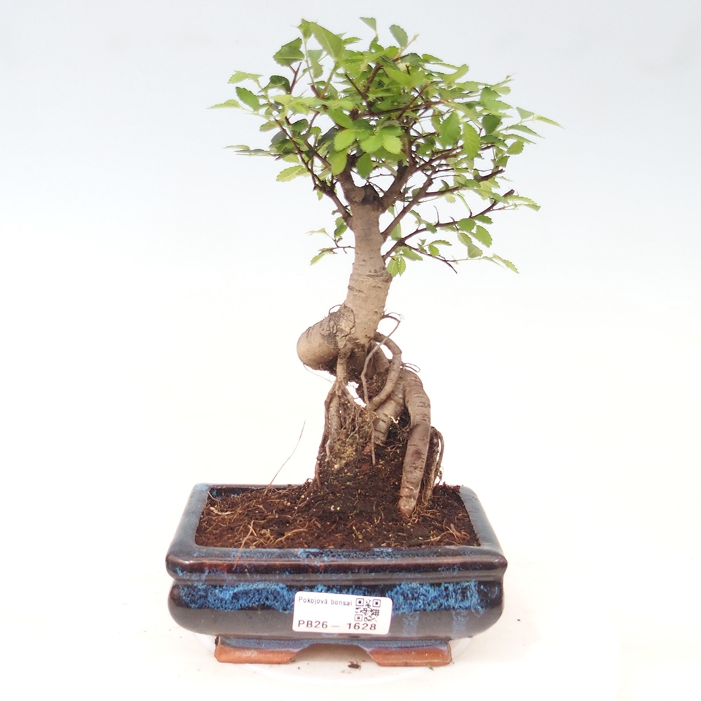 Szobai bonsai - Ulmus parvifolia - Kislevelű szilfa
