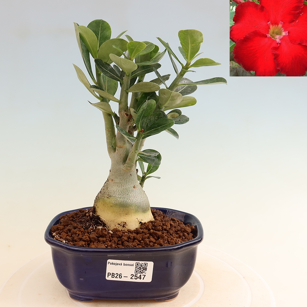Szobabonsai – Adenium obesum Red Star – Sivatagi rózsa