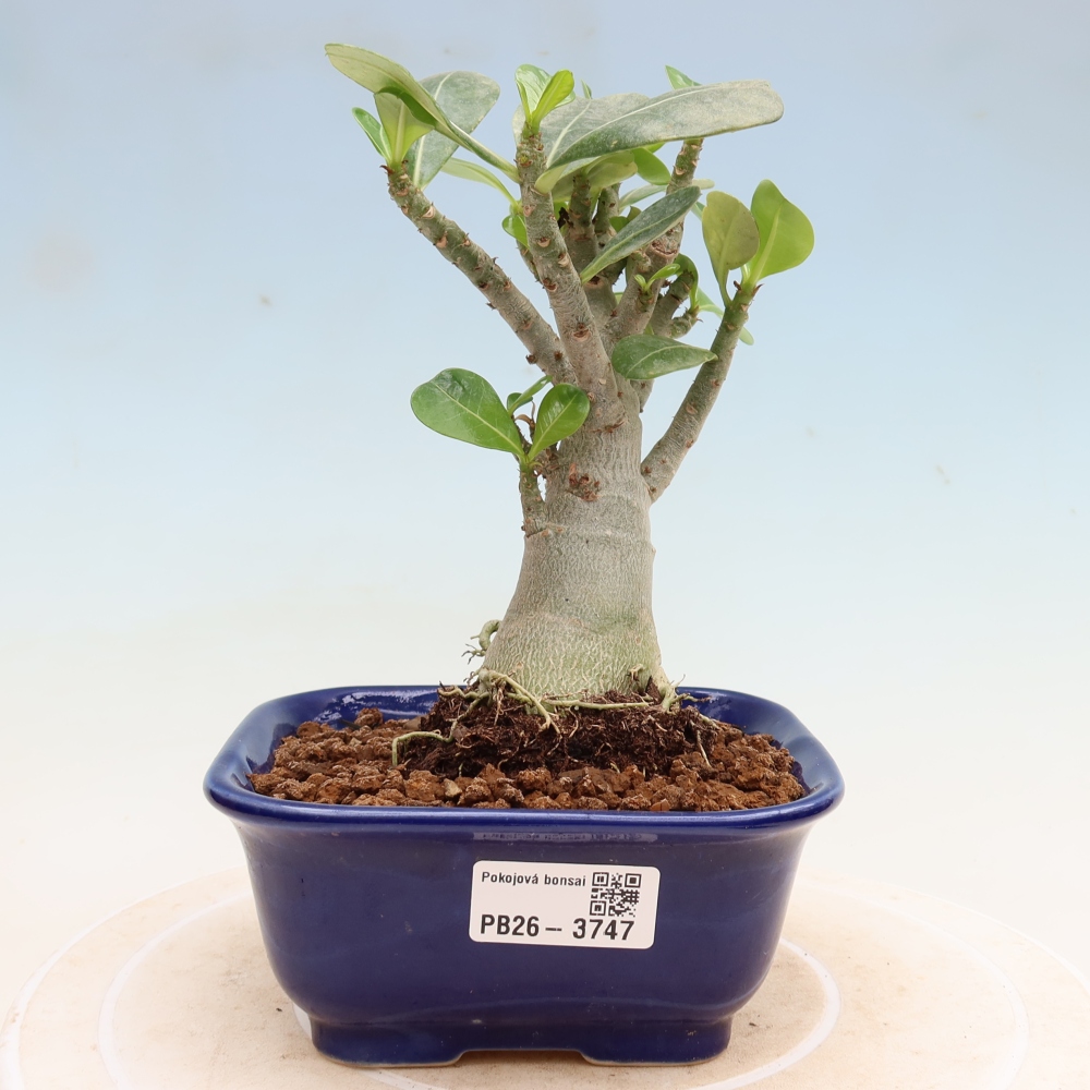 Szobabonsai – Adenium obesum Red Star – Sivatagi rózsa