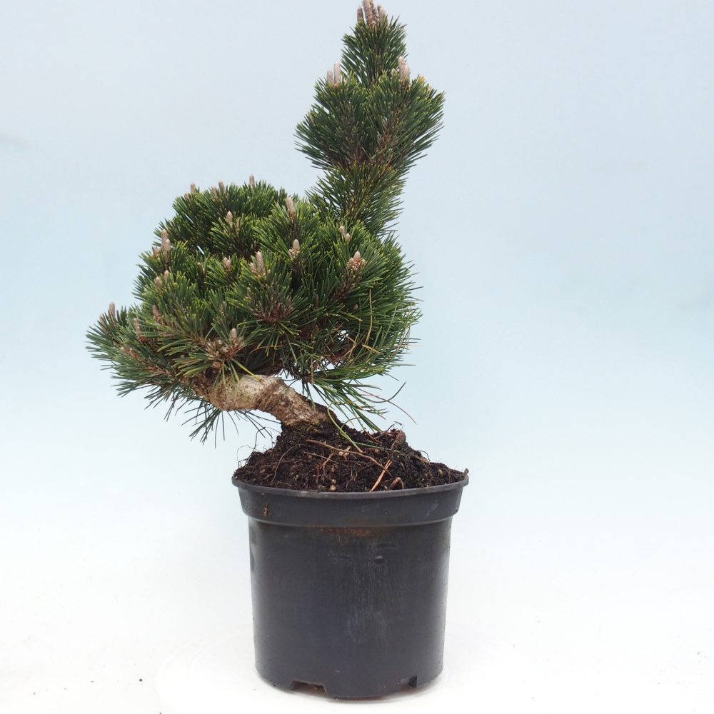 Kültéri bonsai - Pinus thunbergii senjyumaru - Thunberg fenyő