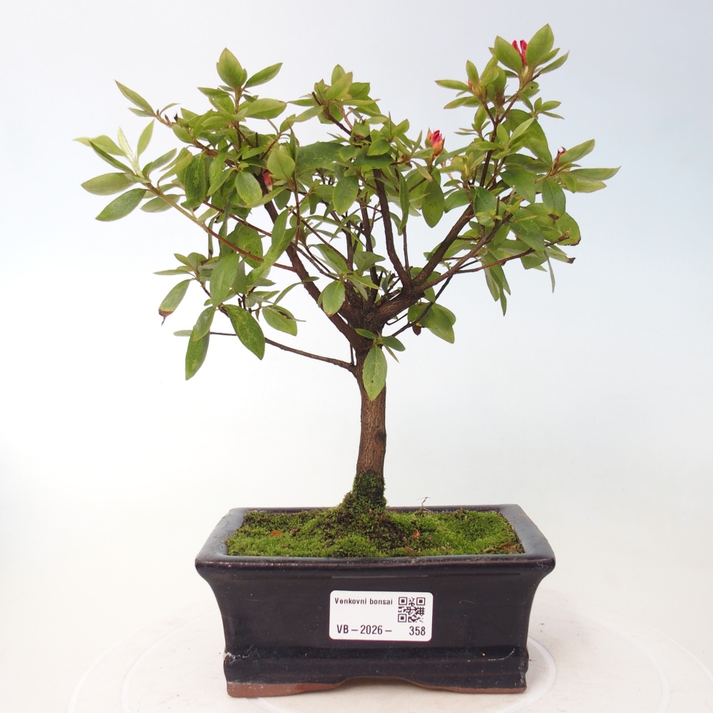 Kültéri bonsai - japán azálea - Azalea sp.