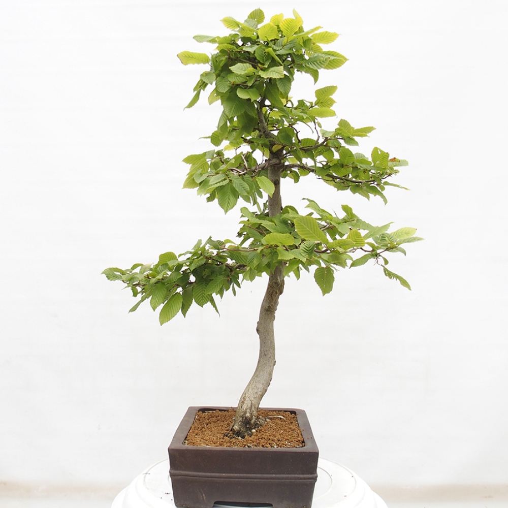 Kültéri bonsai - gyertyán - Carpinus betulus