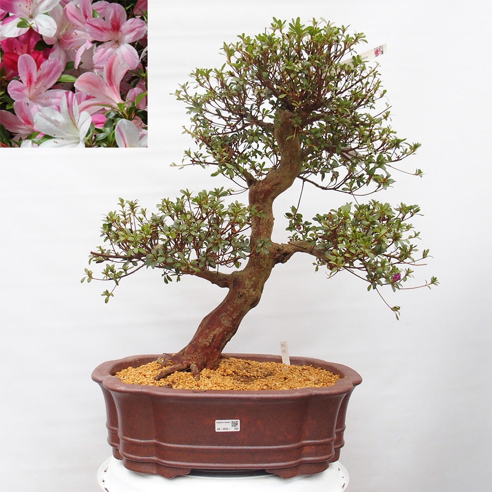 Kültéri bonsai - Japán azálea - Azalea Miyabihime