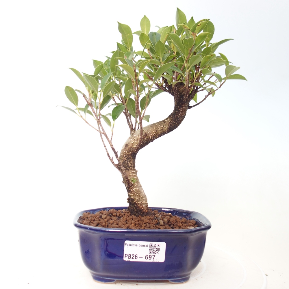 Szobai bonsai - Ficus retusa - kislevelű fikusz