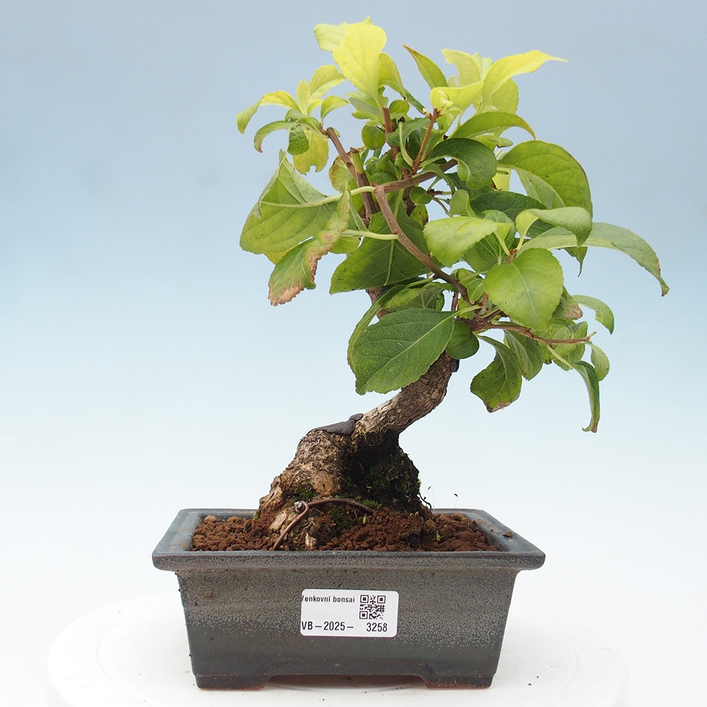 Kültéri bonsai - Celastrus orbiculatus