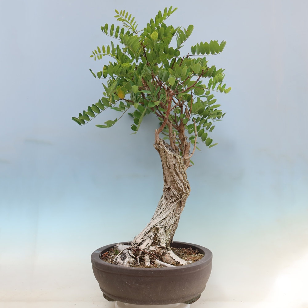 Kültéri bonsai - Tüskés akác - Robinia pseudoacacia