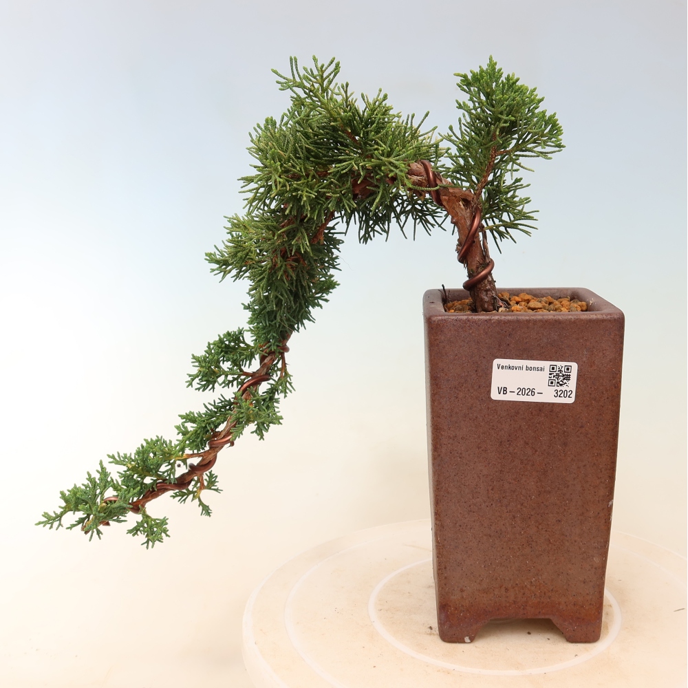 Kültéri bonsai - Juniperus chinensis Kishu