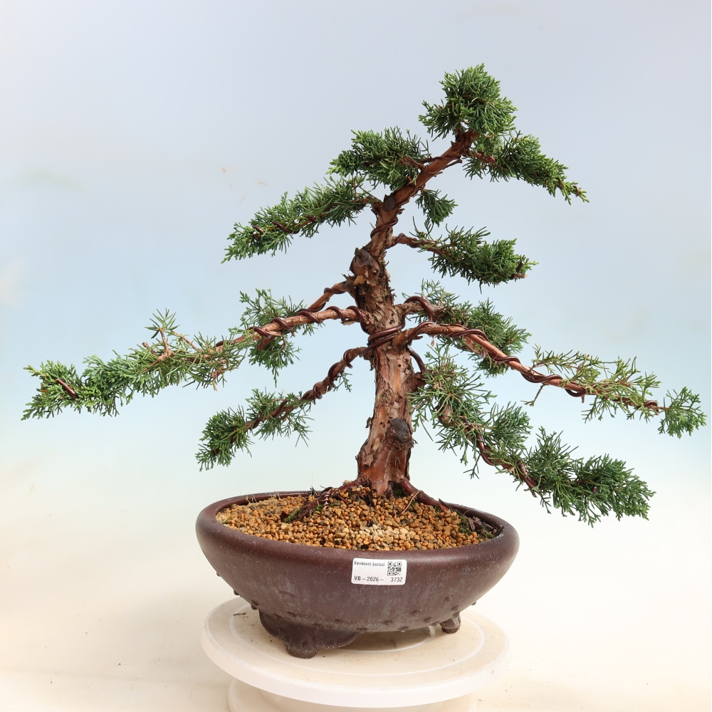 Kültéri bonsai - Juniperus chinensis Kishu