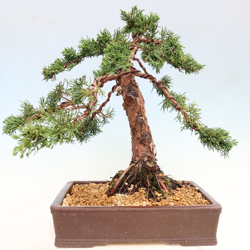 Kültéri bonsai - Juniperus chinensis Kishu