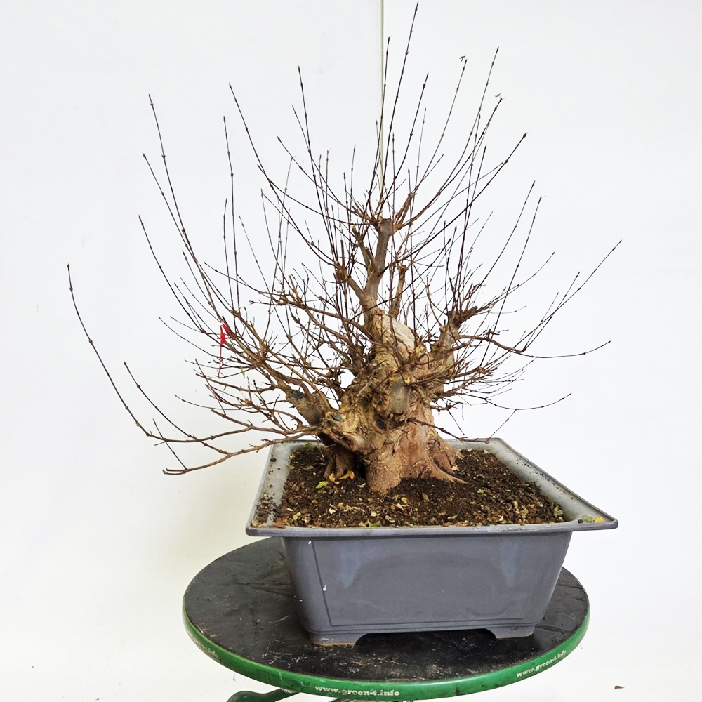 Kültéri bonsai juhar Burger - Acer Burgeriana
