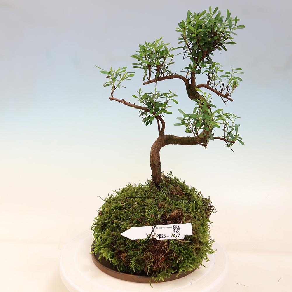 Kokedama alátéttel – Syzygium – Pimentfa