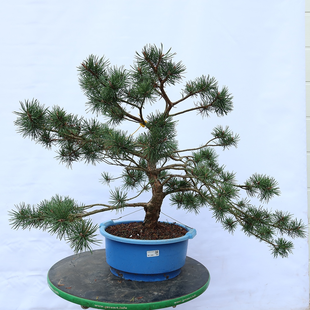 Pinus sylvestris Spanyolország – erdei fenyő
