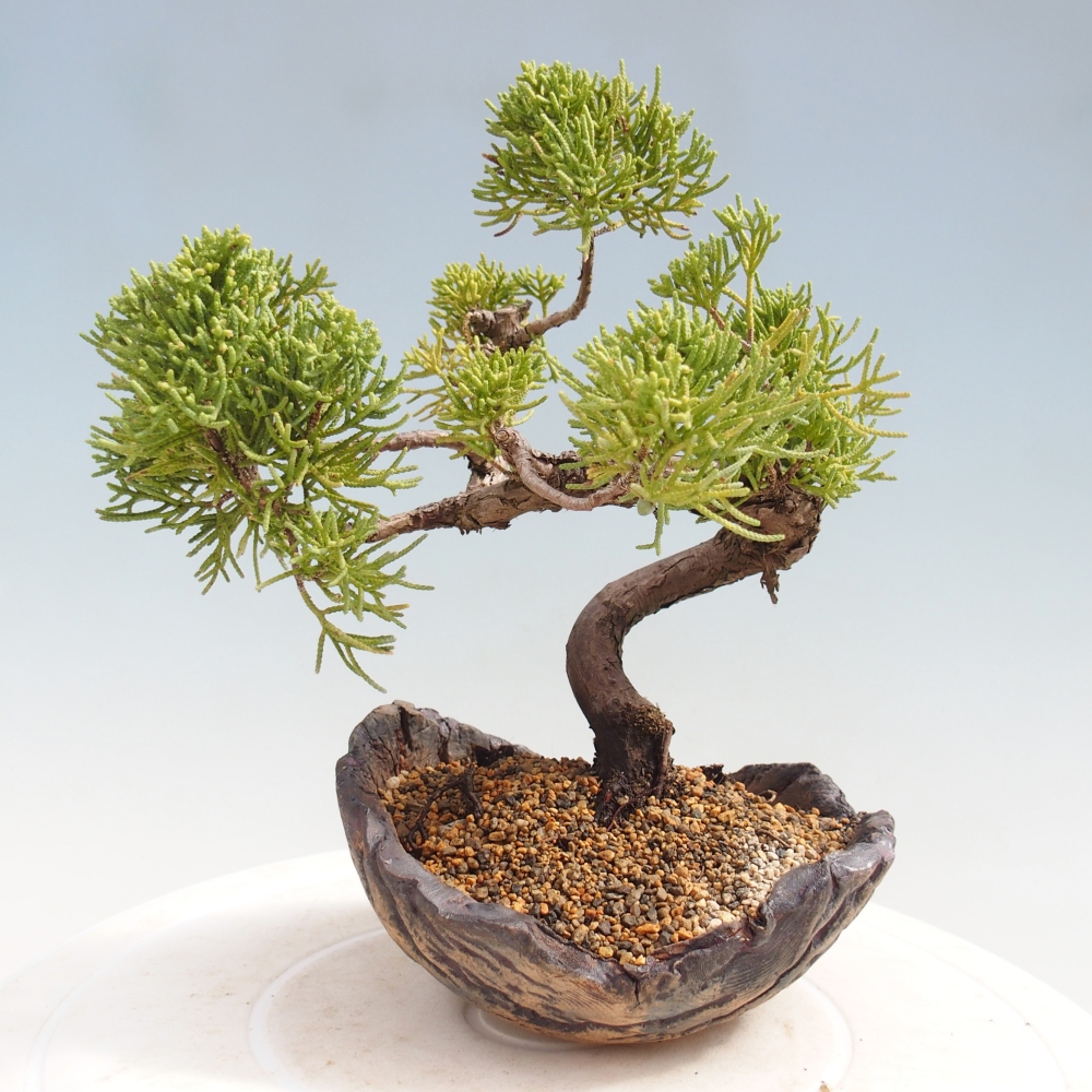 Kültéri bonsai - Juniperus chinensis Kishu