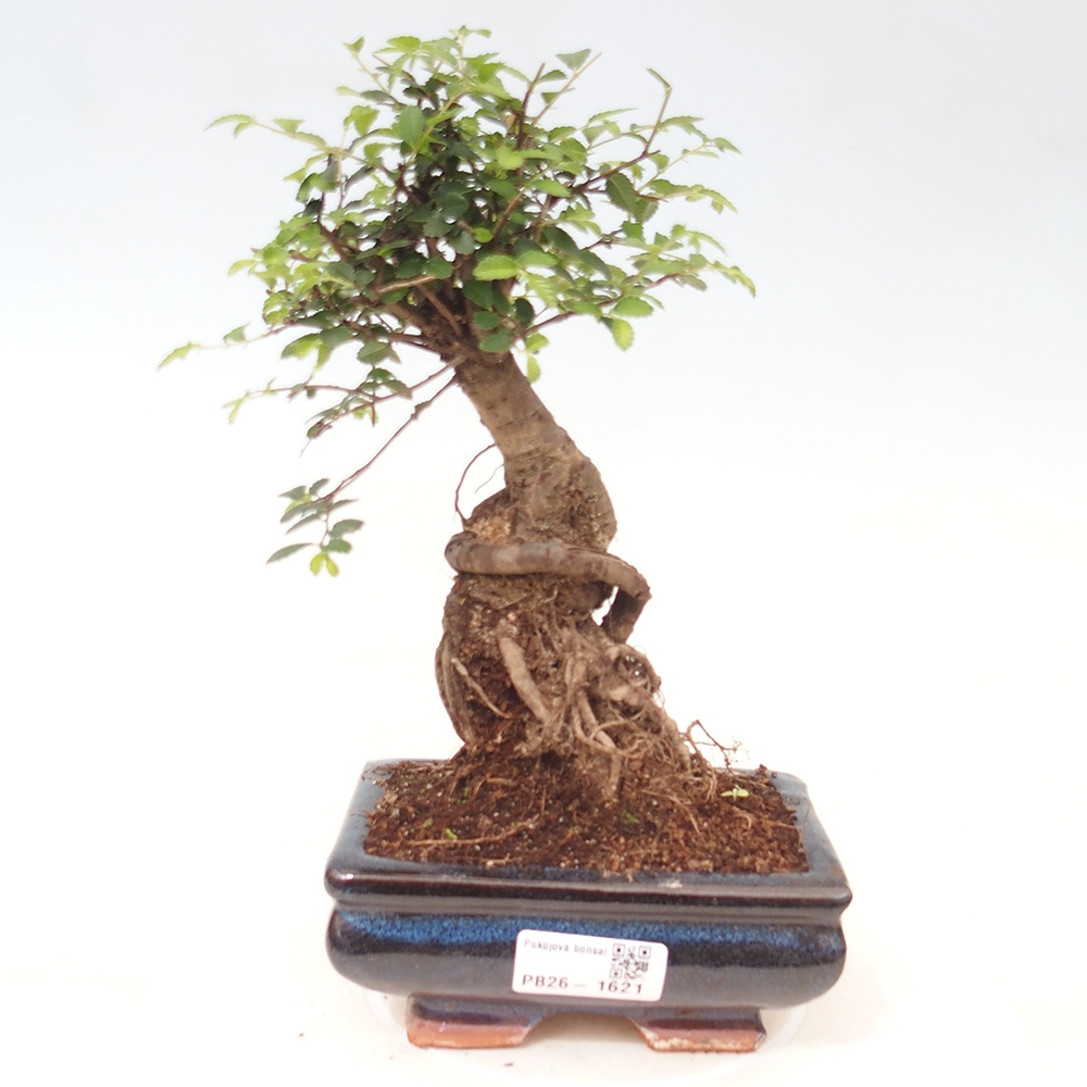 Szobai bonsai - Ulmus parvifolia - Kislevelű szilfa
