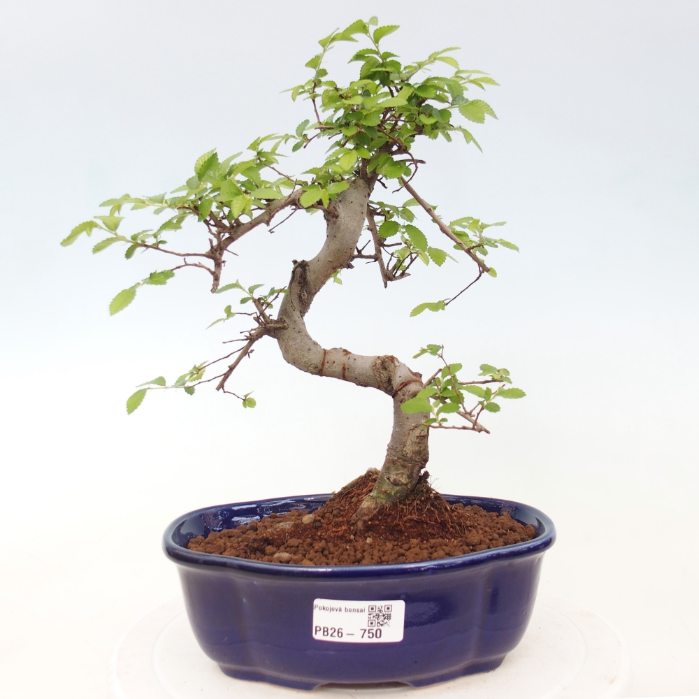 Szobai bonsai - Ulmus parvifolia - Kislevelű szilfa