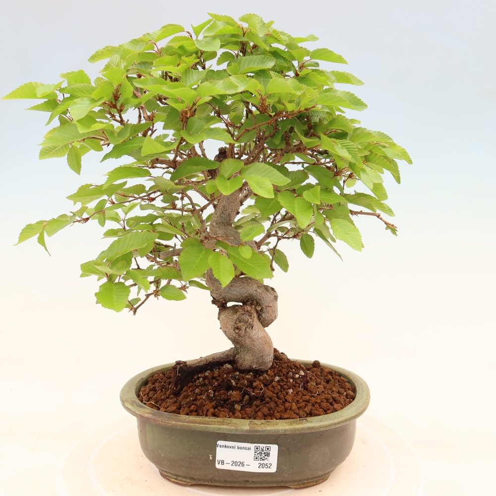 Kültéri bonsai -Carpinus Coreana - Koreai gyertyánfa