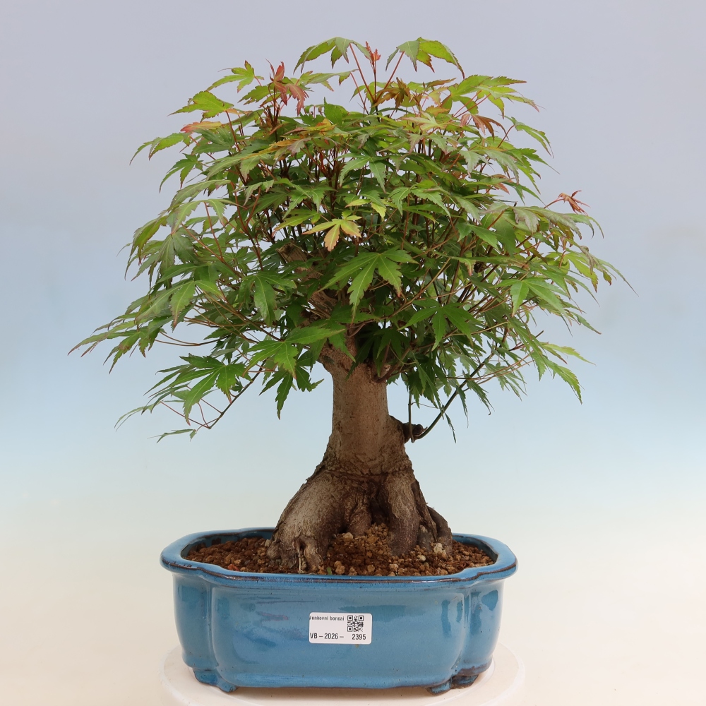 Kültéri bonsai - Juhar Burger - Acer Burgerianum