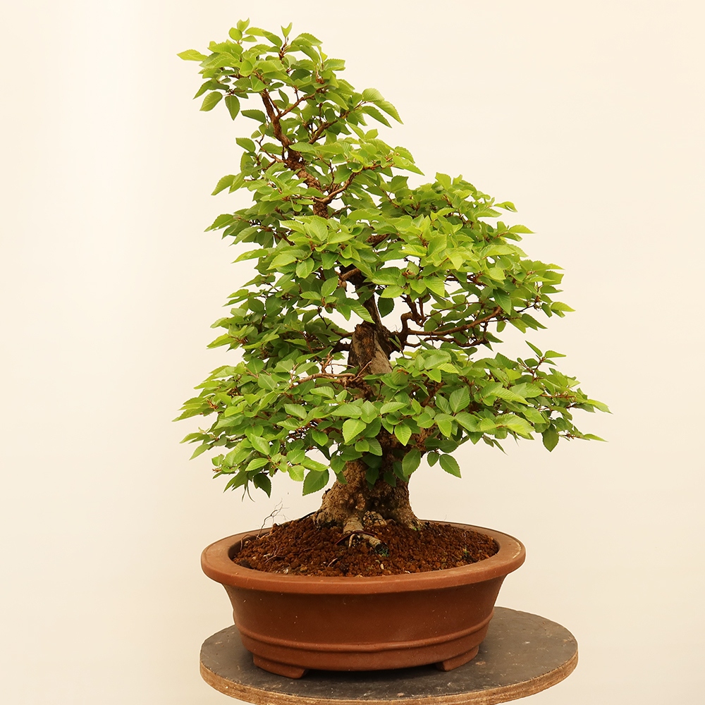 Kültéri bonsai -Carpinus Coreana - Koreai gyertyánfa