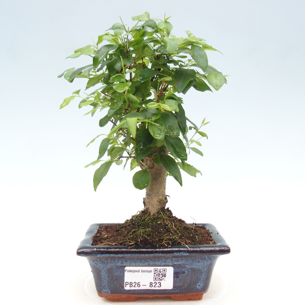Szobai bonsai -Ligustrum chinensis - Madárcsőr
