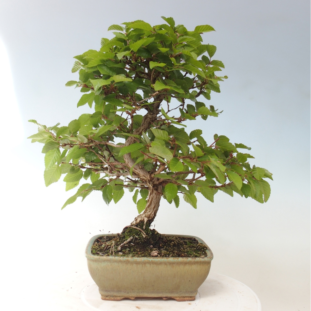 Kültéri bonsai -Carpinus CARPINOIDES - Koreai gyertyánfa