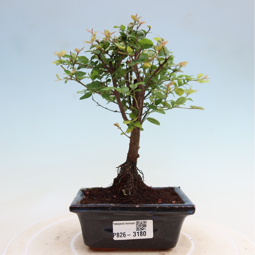 Szobai bonsai - Sageretia thea - Sageretia thea