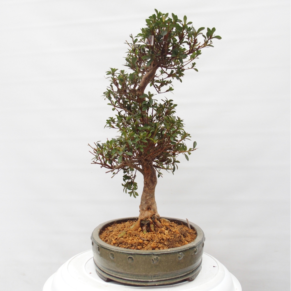 Kültéri bonsai - Japán azálea - Azalea Hanatsuzuri