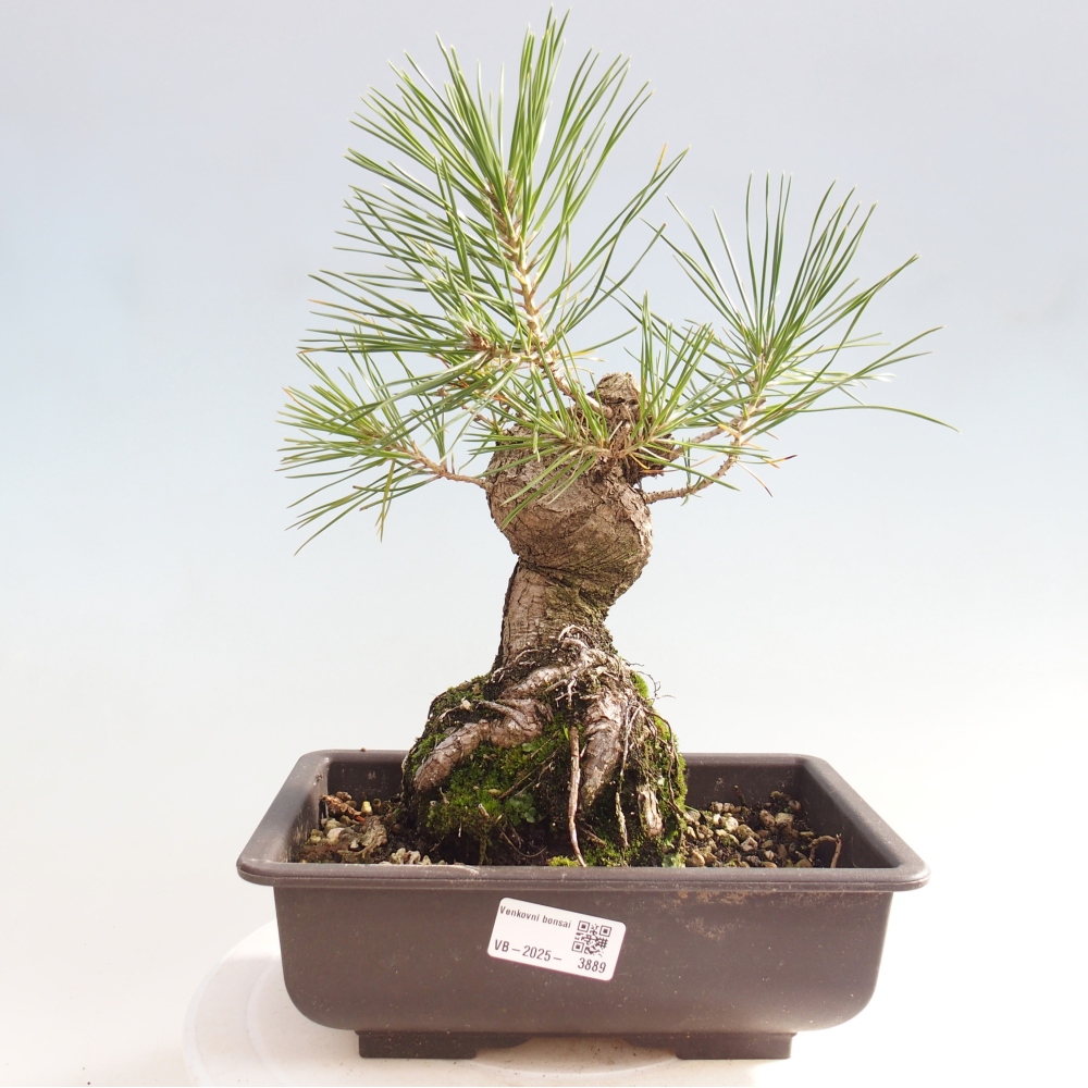 Kültéri bonsai - Pinus thunbergii - Thunberg fenyő