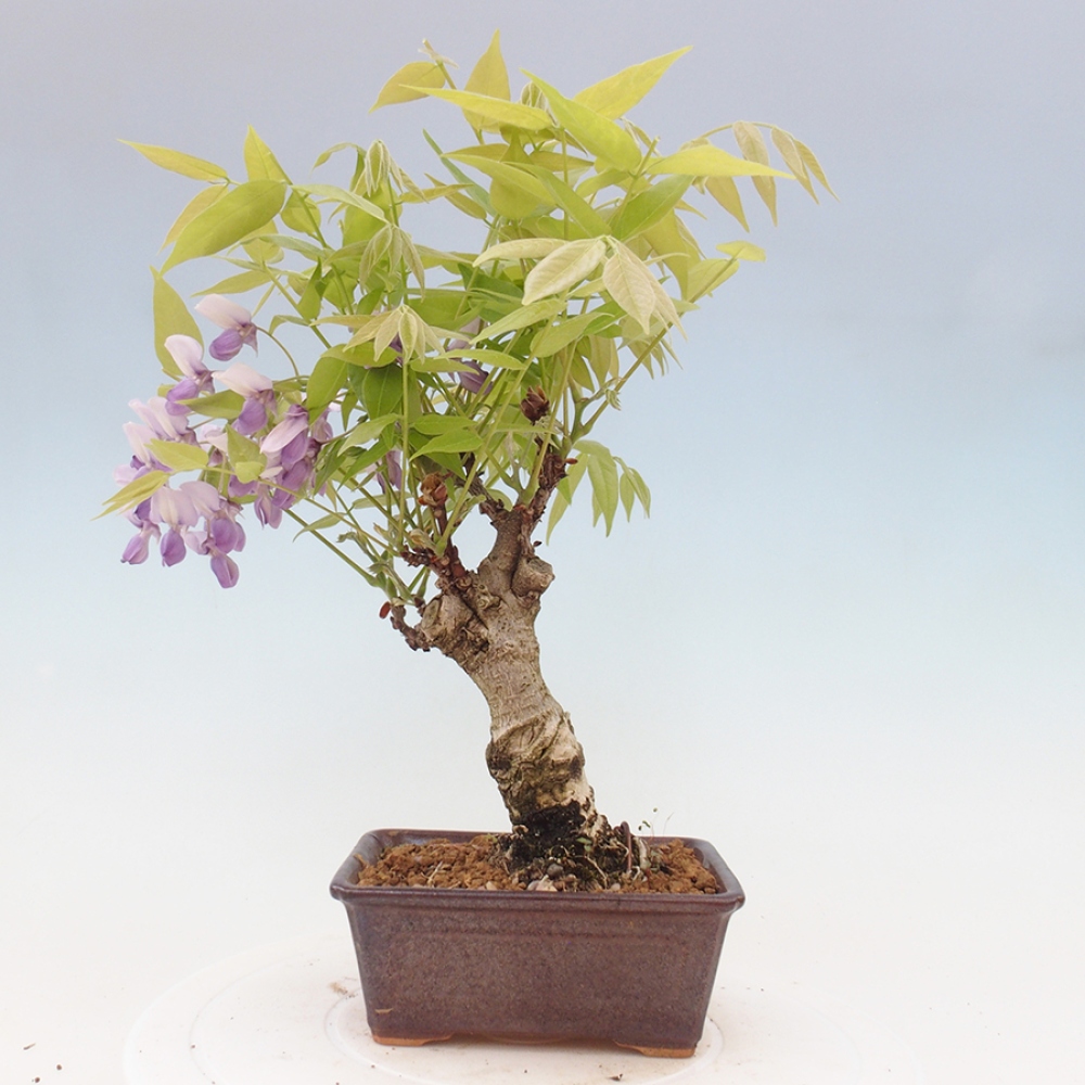 Kültéri bonsai - Wisteria floribunda