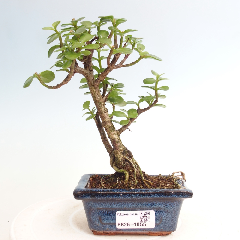 Szoba bonsai - Portulakaria Afra - Tlustice