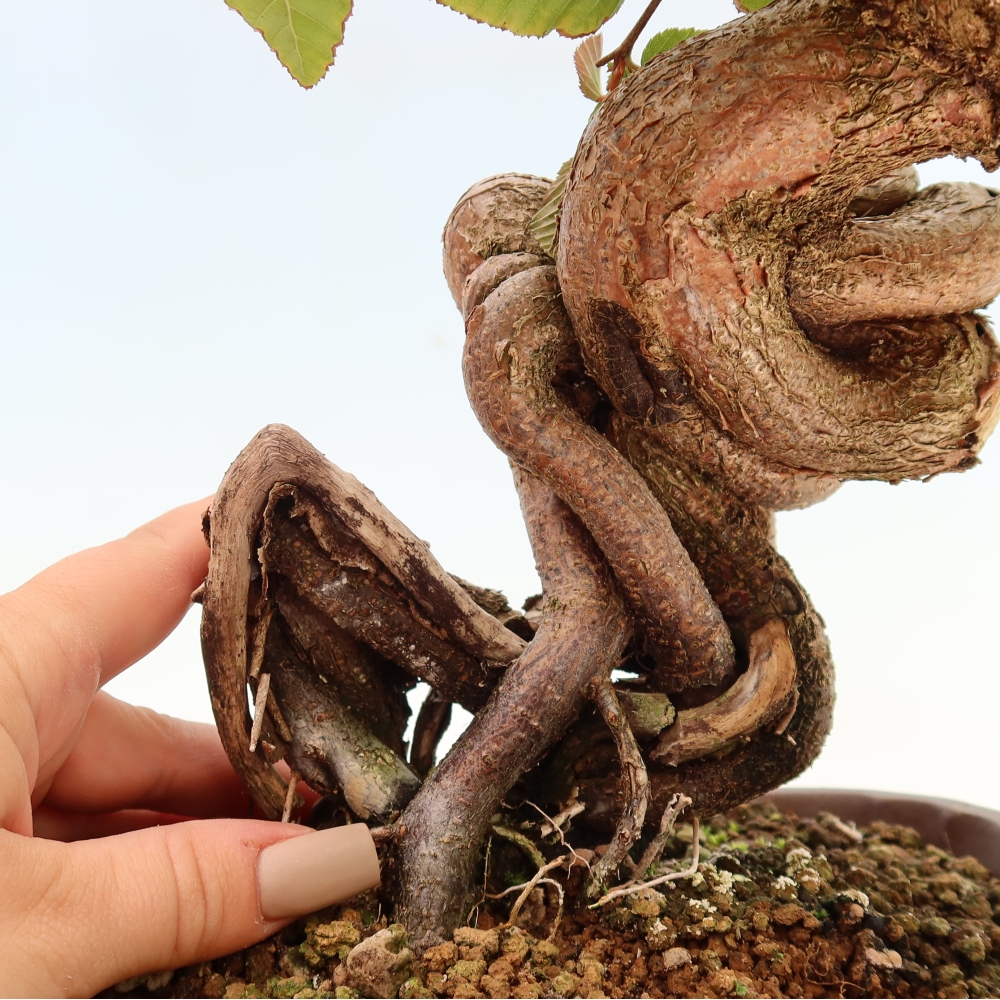 Kültéri bonsai -Carpinus CARPINOIDES - Koreai gyertyánfa